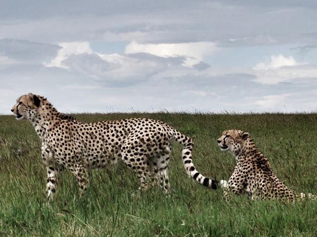 singita_cheetah-tanzania-serengeti-national-park-3
